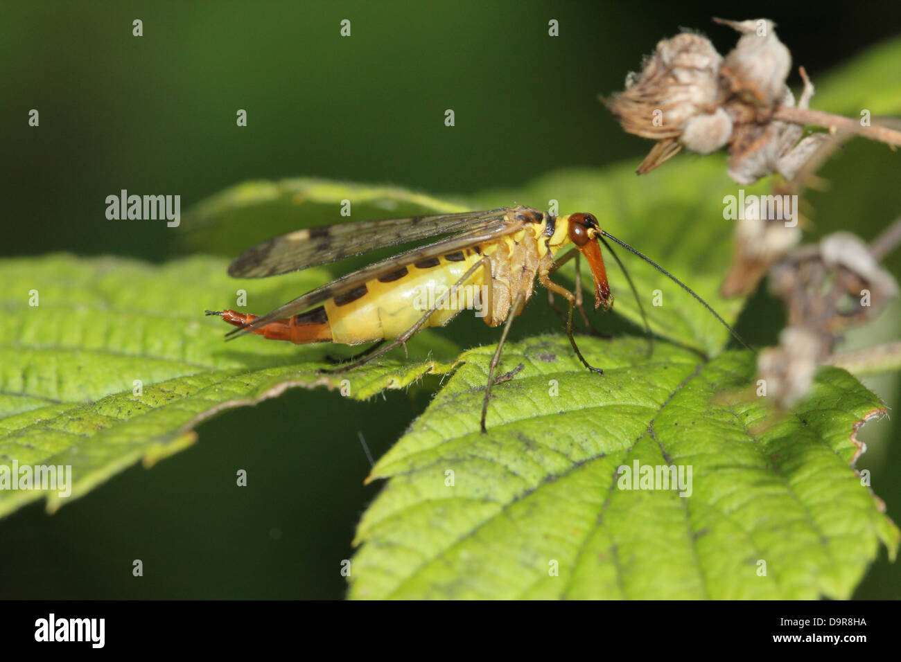 Nahaufnahme von einem weiblichen gemeinsame Scorpionfly (Panorpa Communis) Stockfoto
