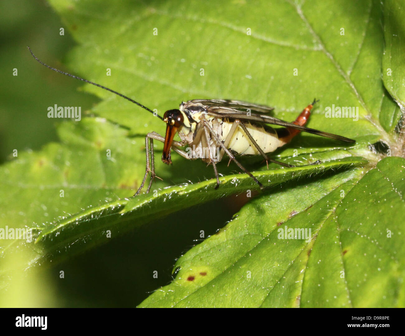 Nahaufnahme von einem weiblichen gemeinsame Scorpionfly (Panorpa Communis) Stockfoto