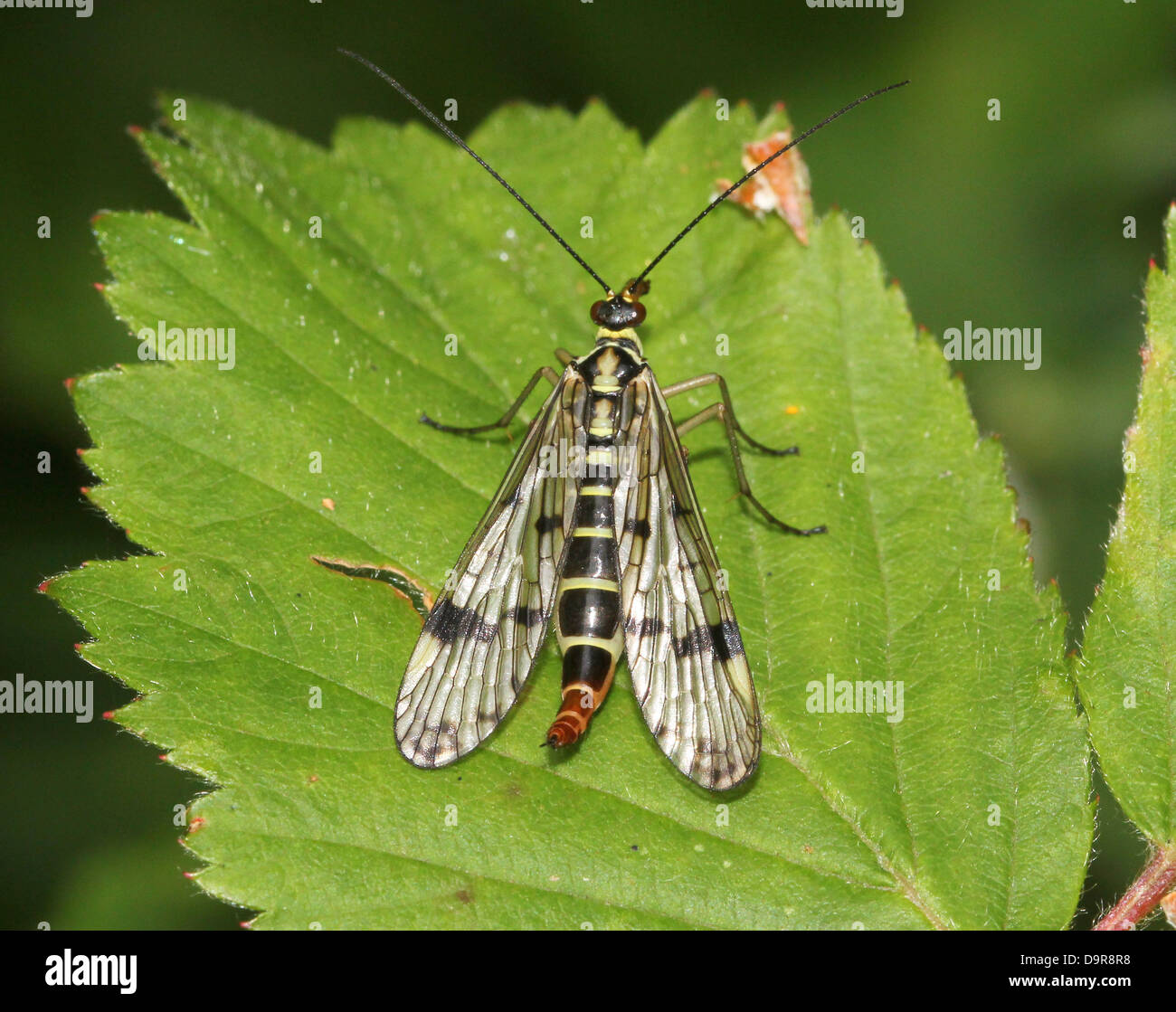 Nahaufnahme von einem weiblichen gemeinsame Scorpionfly (Panorpa Communis) Stockfoto