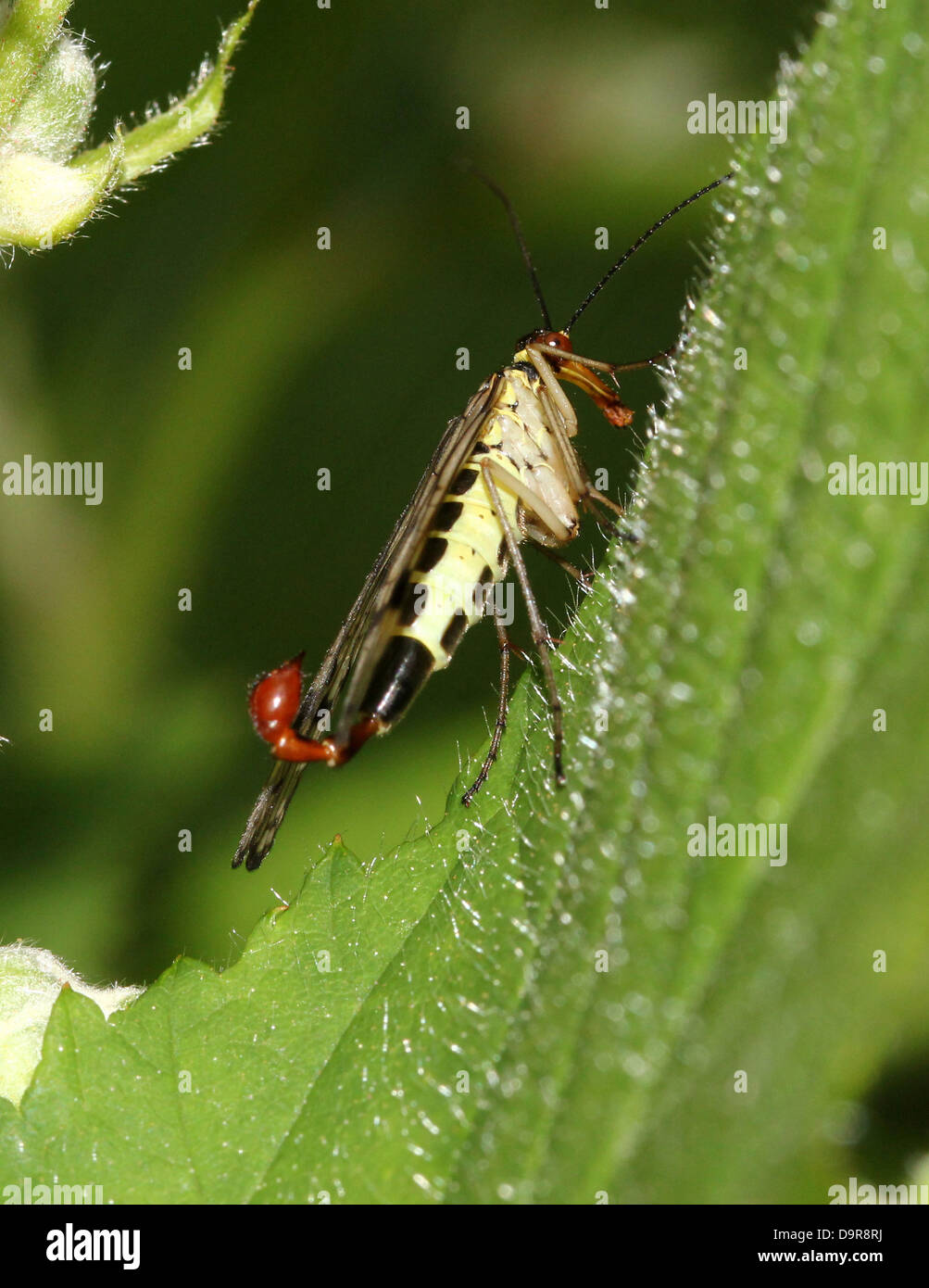 Nahaufnahme von einem männlichen gemeinsame Scorpionfly (Panorpa Communis) mit seinem Skorpion-wie Endstück vollständig sichtbar Stockfoto