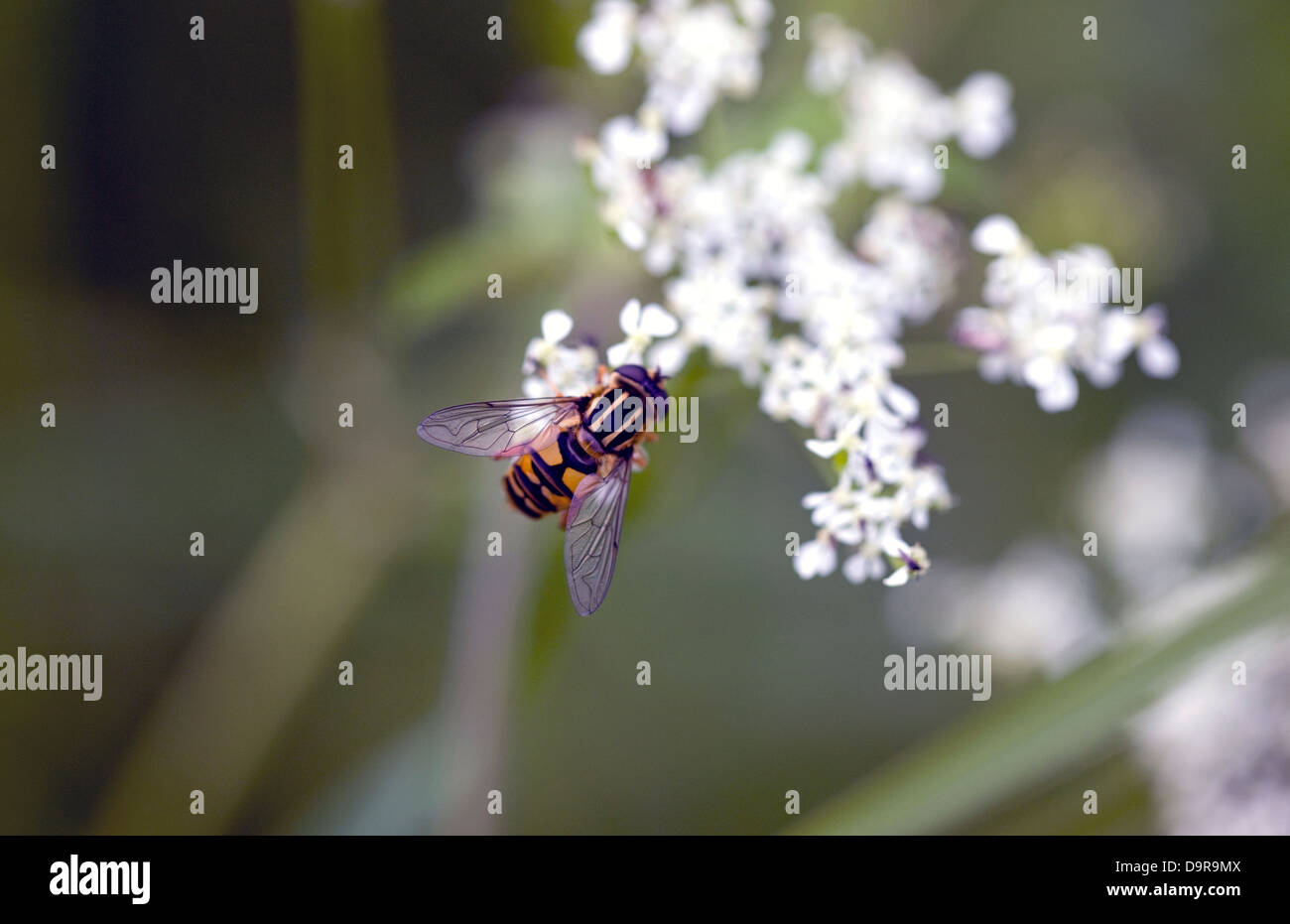 Hoverfly auf Blüten der Wildpflanze Stockfoto
