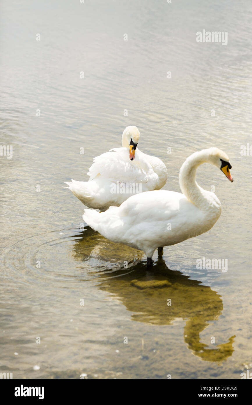 Ein paar der Schwäne Stockfoto