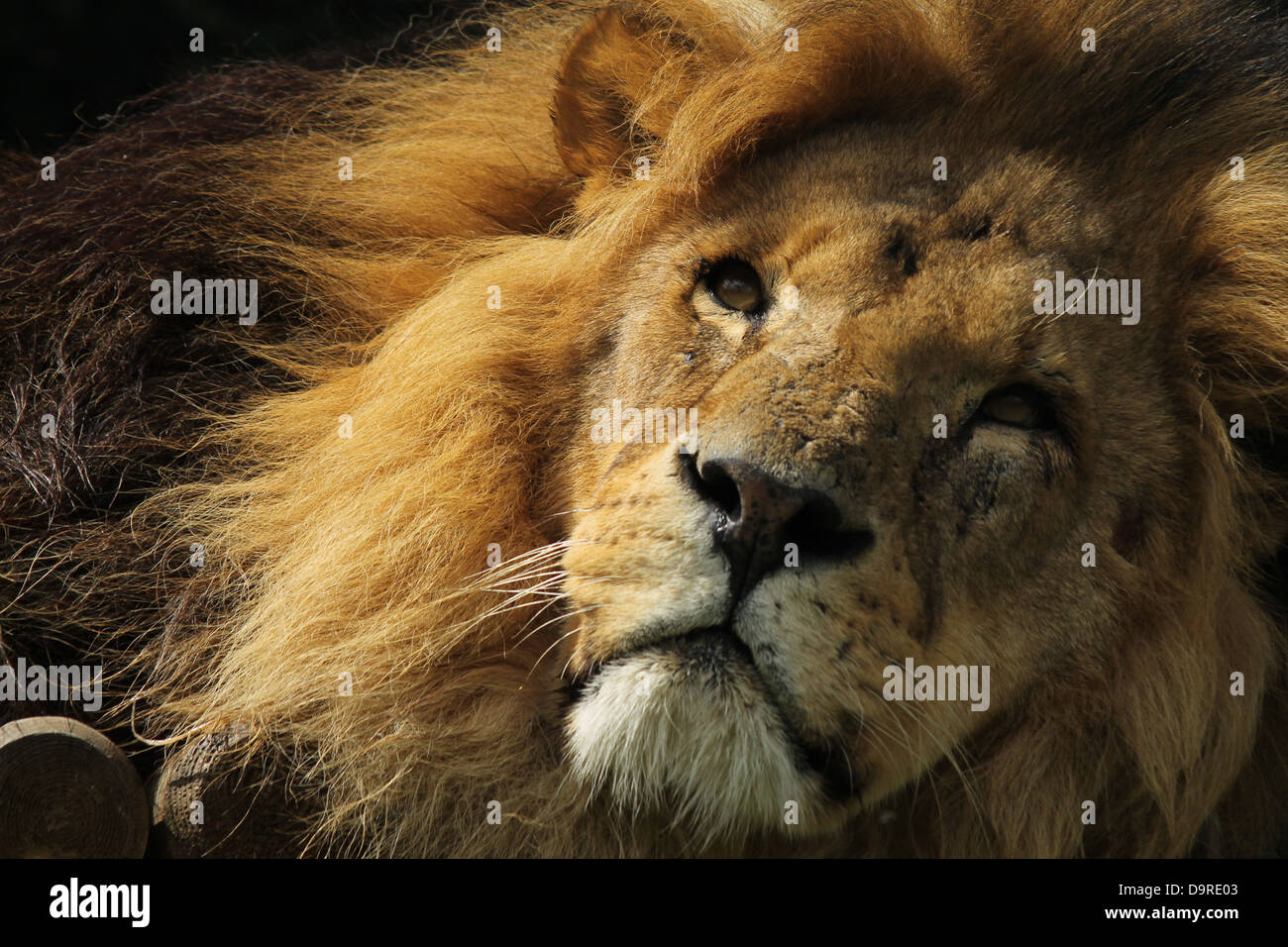 Eine Nahaufnahme auf einem Löwen-Gesicht. Kopf geschossen zeigt das volle Gesicht im Detail. Stockfoto