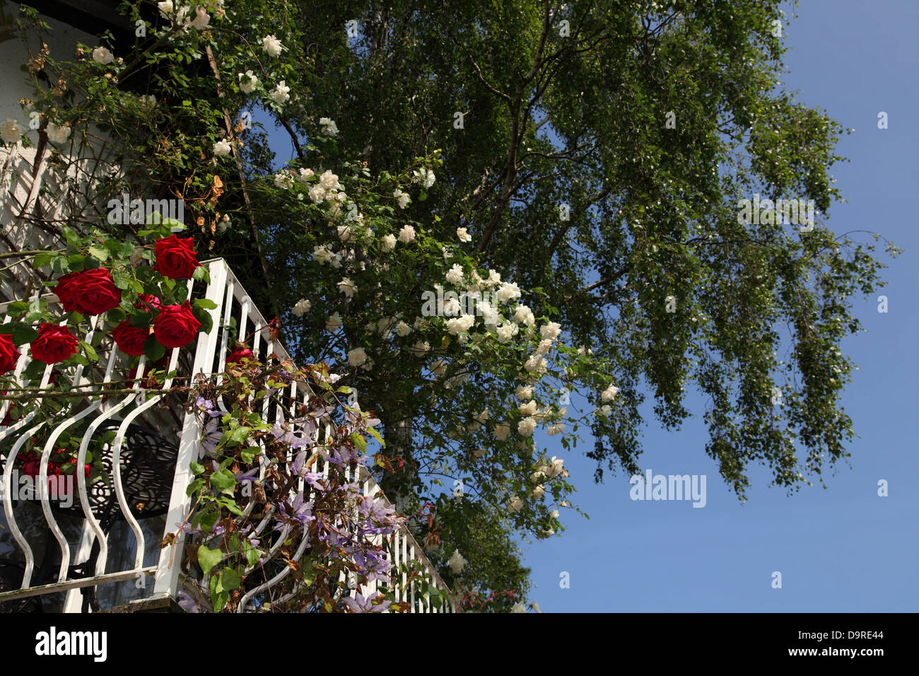 Rote und weiße Rosen wachsen um einen Balkon mit einem blauen Himmel als Hintergrund Stockfoto