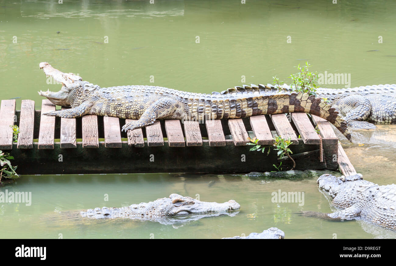 Krokodil öffnen Mund Stockfoto