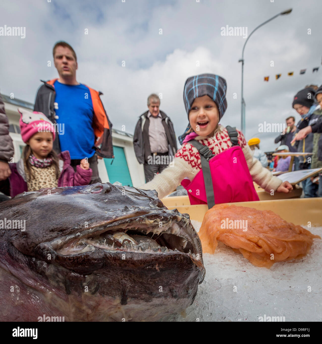 Personen suchen in Atlantic Steinbeißer (Anarhichas Lupus), des Seemanns-Tages-Festival, Reykjavik, Island. Stockfoto