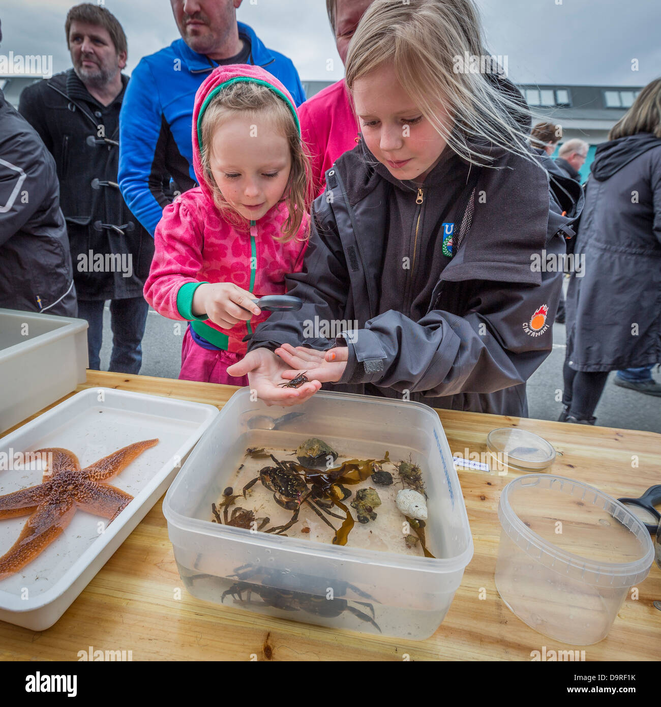 Kinder berühren Muscheln an der jährlichen Seemann-Tages-Festival in Reykjavik, Island. Stockfoto