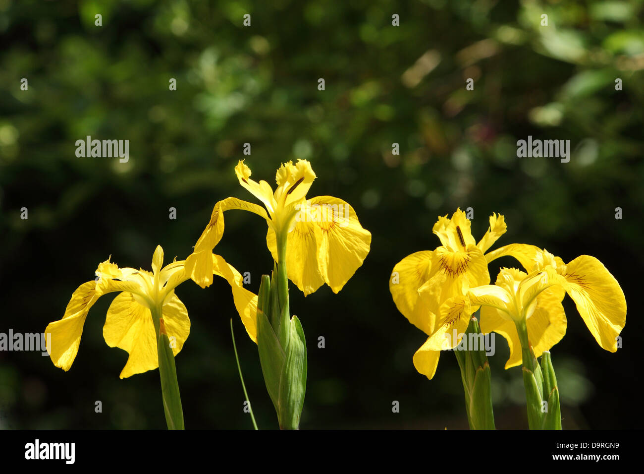 Gelbe Schwertlilien Iris Germanica Sorten scheint sich unter Laub in einem Garten Stockfoto