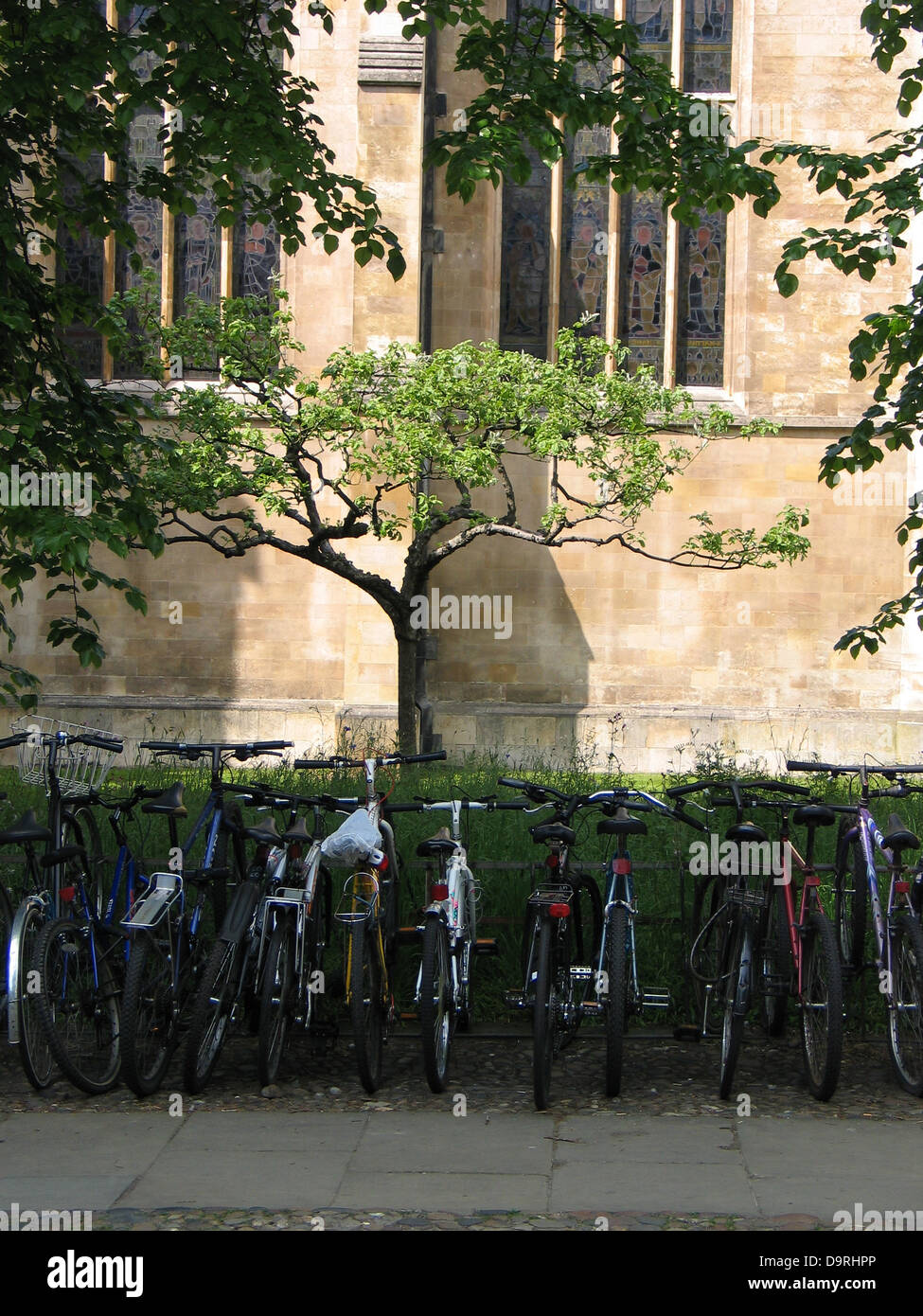 Apfelbaum, Nachkomme des Newtons Baum mit Fahrrädern vor, Trinity College, Universität Cambridge, Cambridge, England Stockfoto