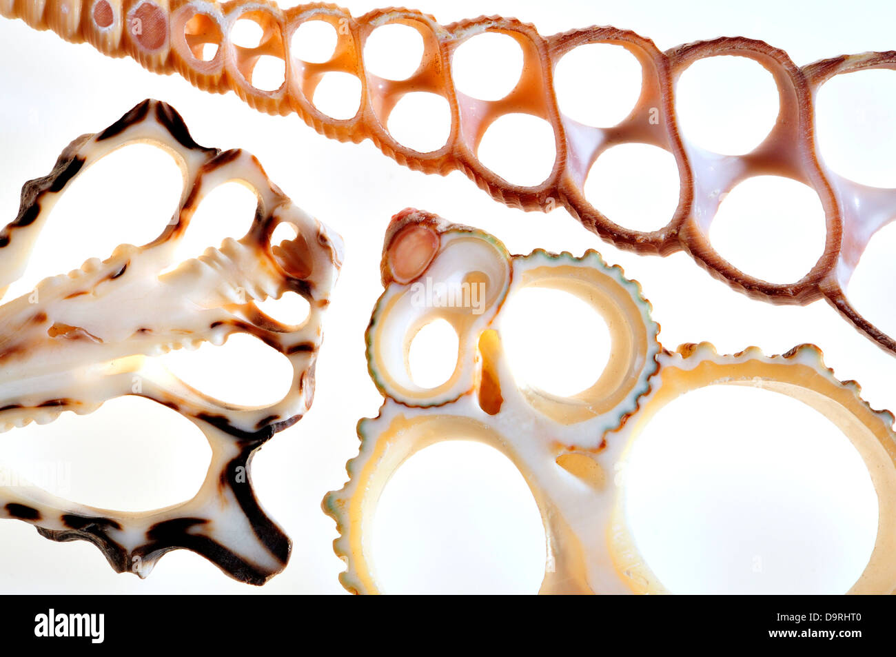 Scheiben von Muscheln zeigen interne Struktur Stockfoto