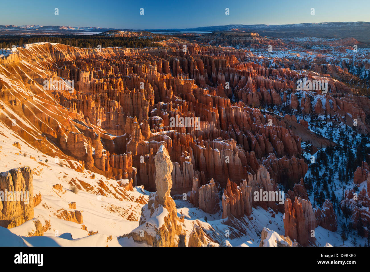 die Hoodoos im Amphitheater des Bryce Canyon an der Dämmerung, Utah, USA Stockfoto