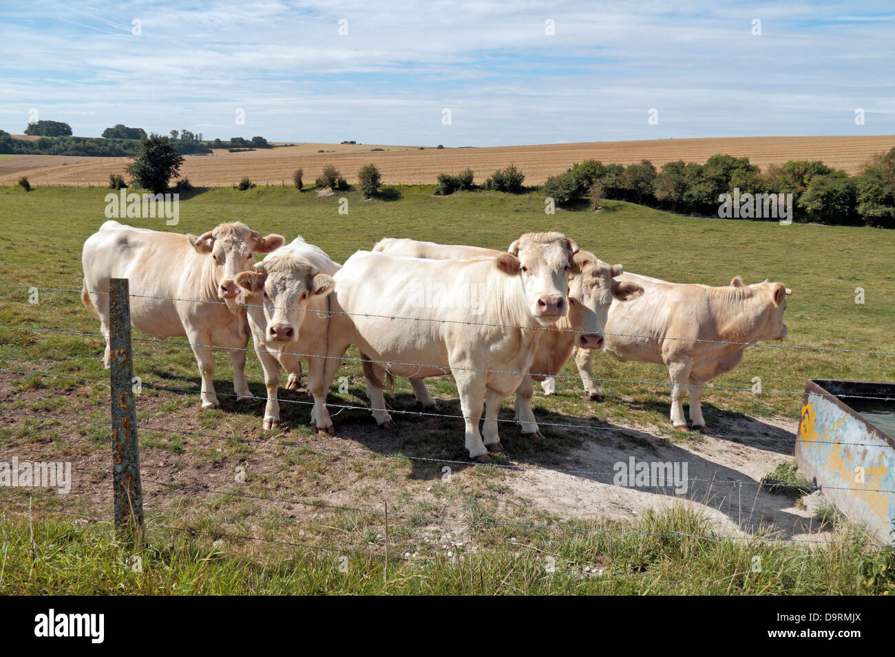 Eine kleine Kuhherde Bull (männlich) mit Spitzen Hörnern in einem Feld in Nordfrankreich. Sie scheinen Charolais-Rindern. Stockfoto
