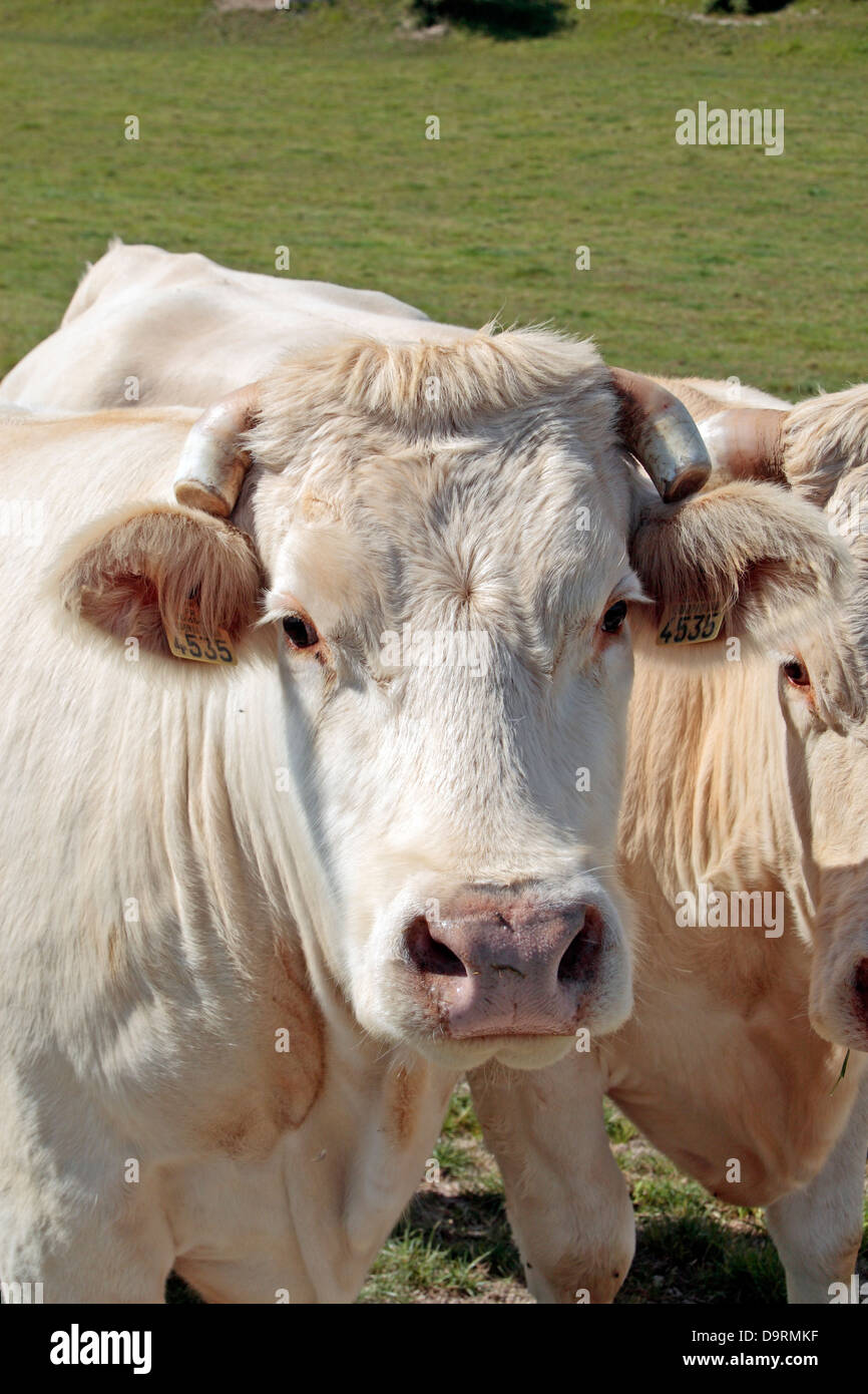 Eine Kuh in einer kleinen Herde von Bull (männlichen) Kühe mit Spitzen Hörnern in einem Feld in Nordfrankreich. Sie scheinen Charolais-Rindern. Stockfoto