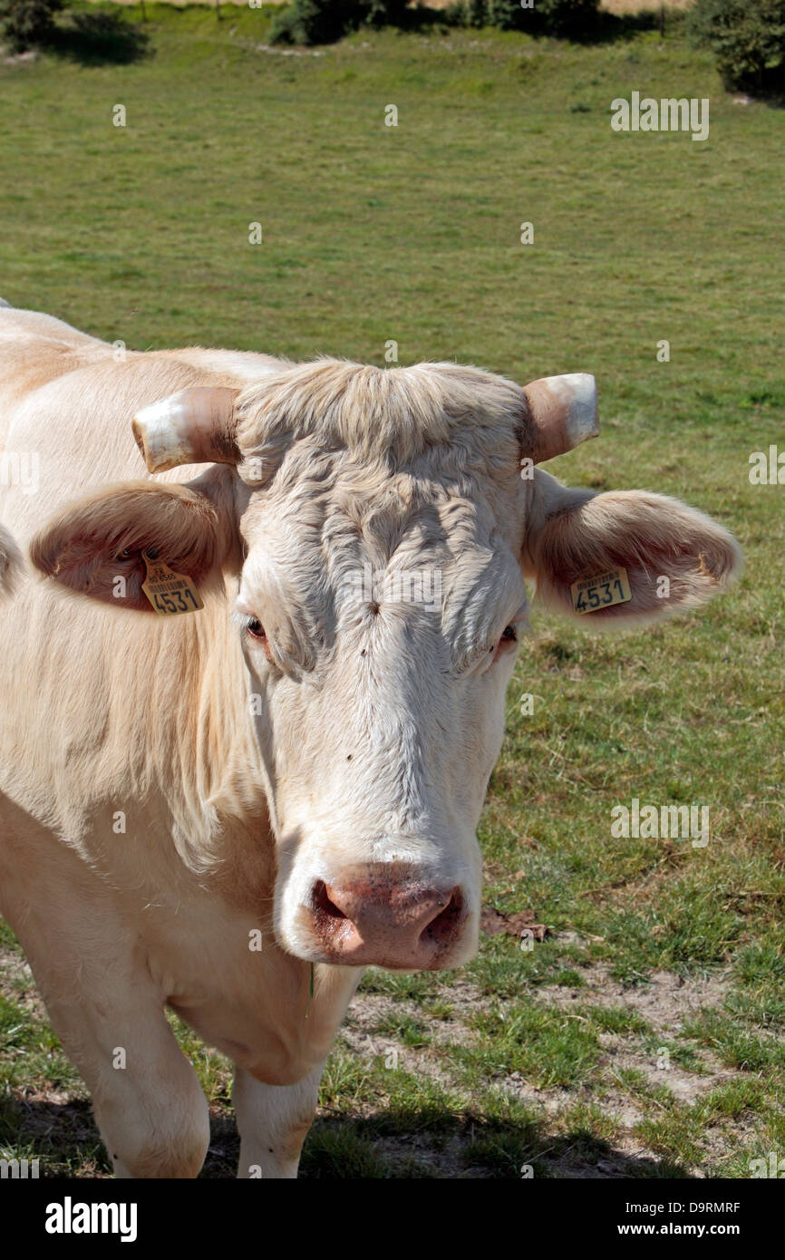 Eine Kuh in einer kleinen Herde von Bull (männlichen) Kühe mit Spitzen Hörnern in einem Feld in Nordfrankreich. Sie scheinen Charolais-Rindern. Stockfoto
