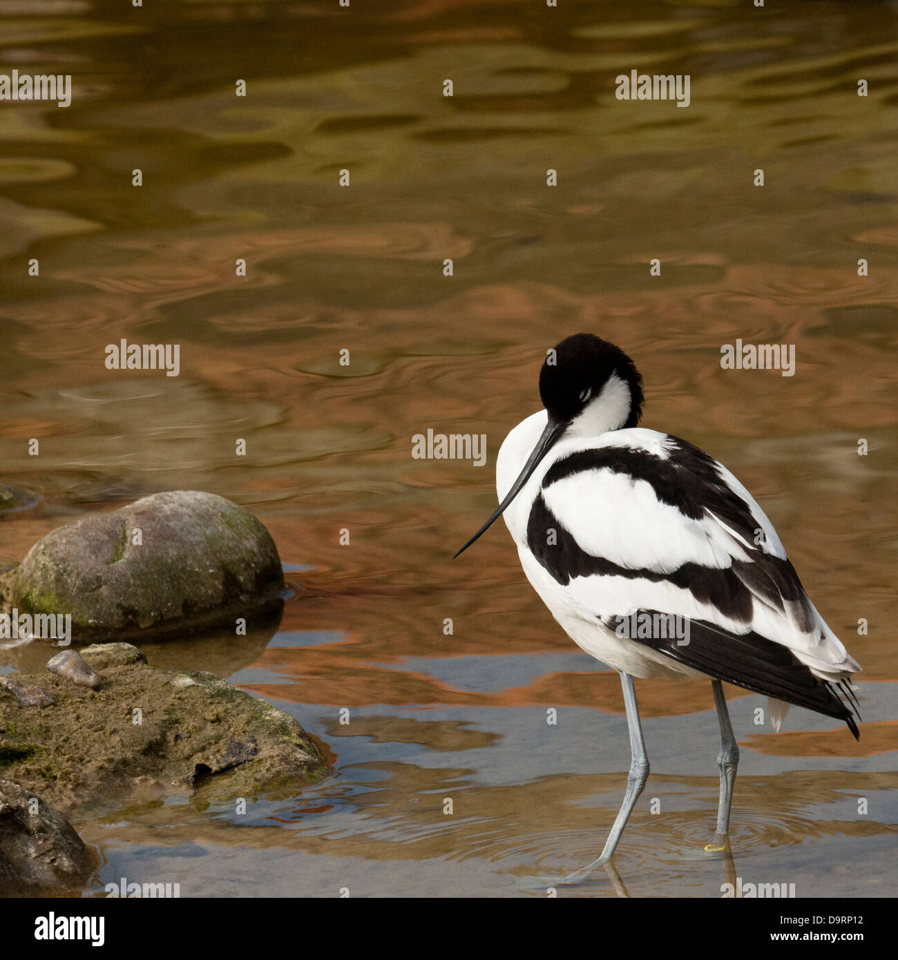 Eine ruhende Säbelschnäbler (Recurvirostra Avosetta) im Wasser stehend Stockfoto