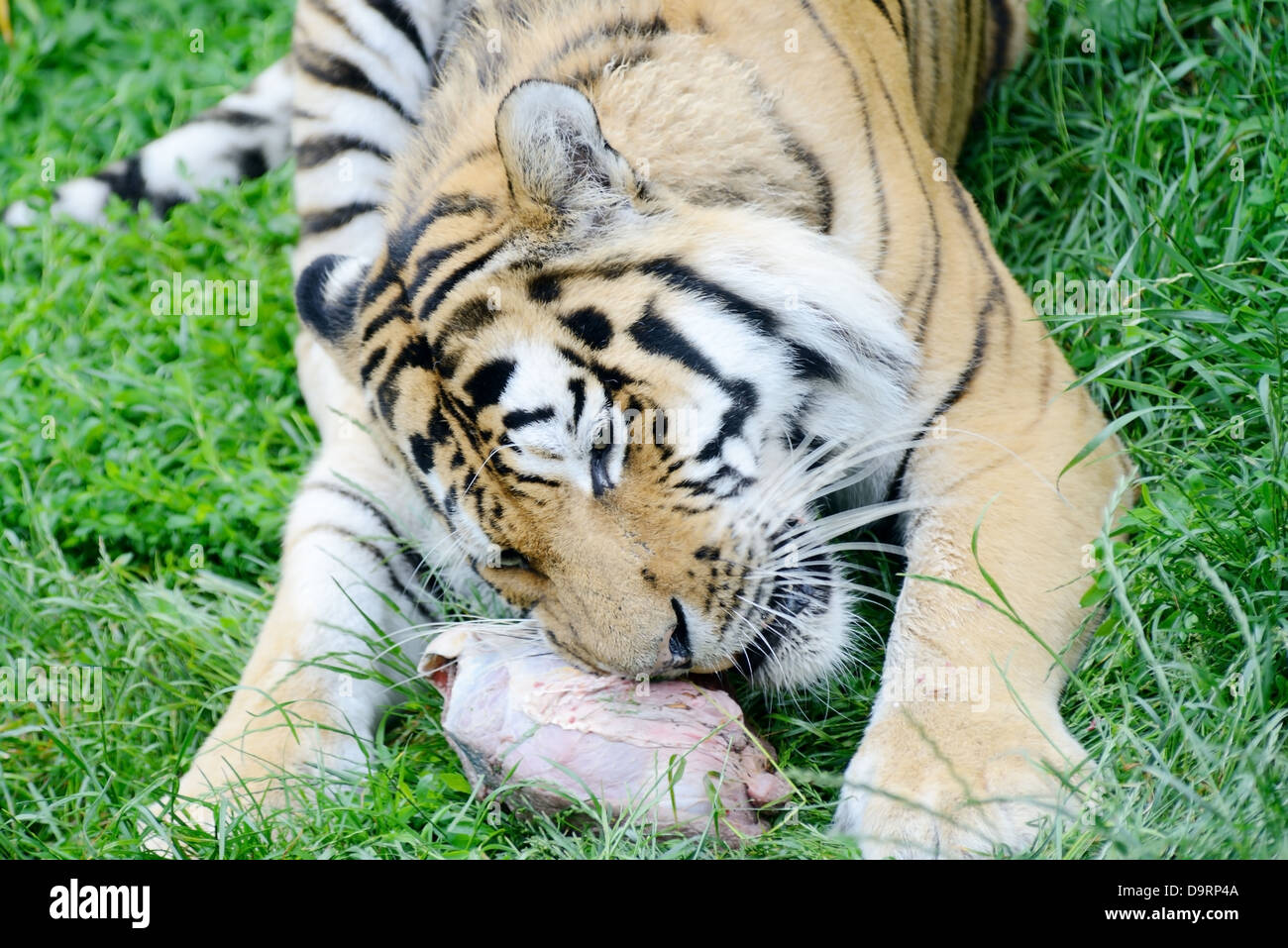 Große Klumpen Fleisch Essen glücklich Sumatra-tiger Stockfoto