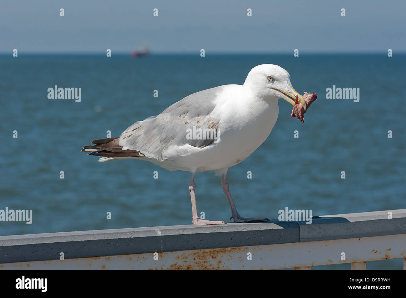 Möwe mit einem Stück Fleisch auf dem Pier. Stockfoto