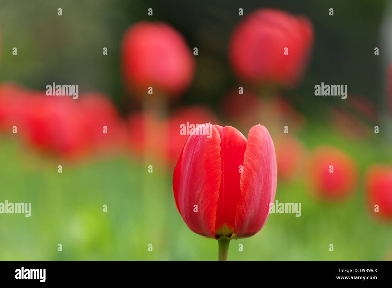 Rote Tulpen im Garten. Stockfoto