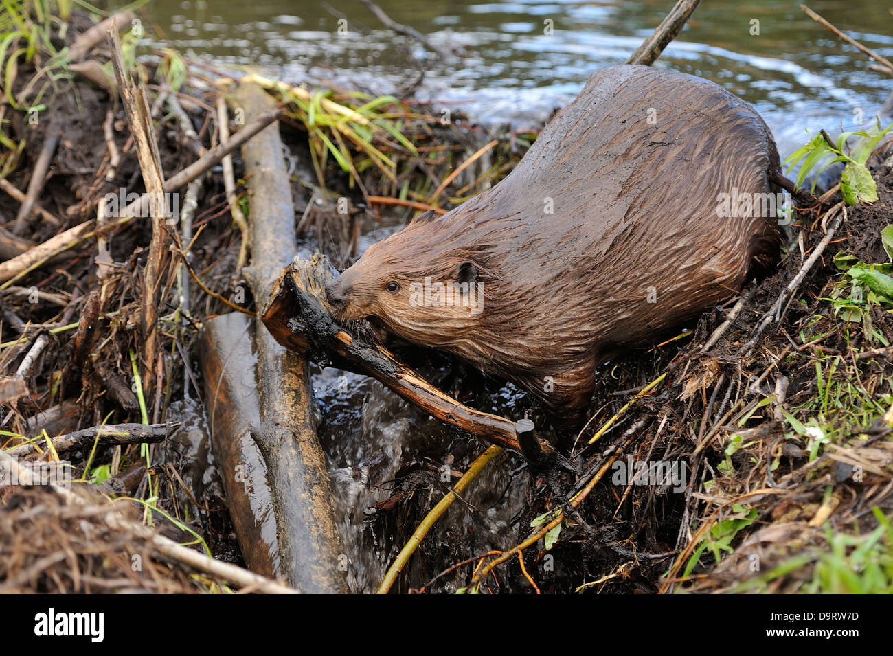 Ein Biber, platzieren einen verdrehten Stick in der Strömung in eine Öffnung in seiner Mutter zu helfen, den Fluss des Wassers. Stockfoto