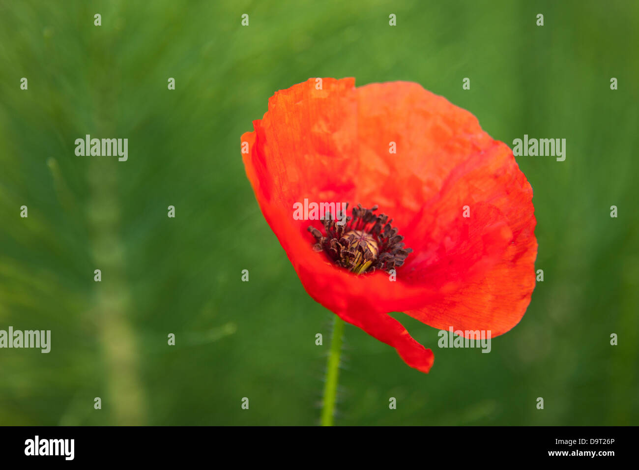 Mohn, Marche, Italien Stockfoto