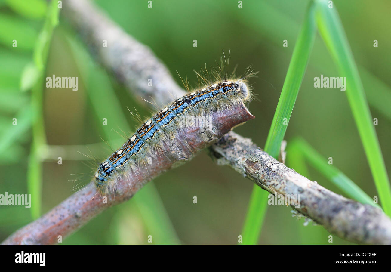 Nahaufnahme von einem Wald Zelt Caterpillar (Malacosoma Disstria) kriecht entlang einem Zweig. Stockfoto