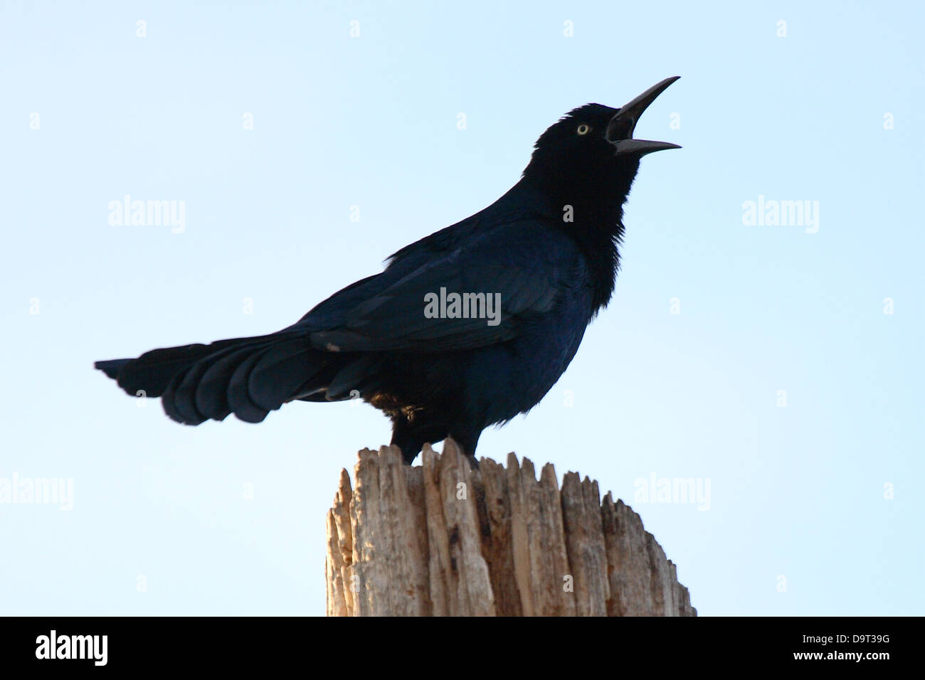 Eine große-tailed Grackle Berufung laut auf seinem Territorium zu behaupten. Stockfoto