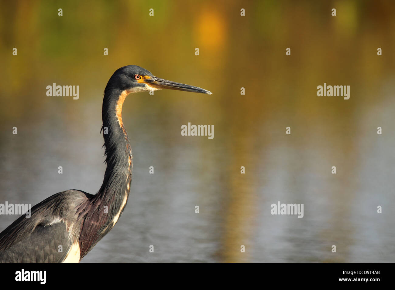 Eine dreifarbige Heron in der Sonne aalen. Stockfoto