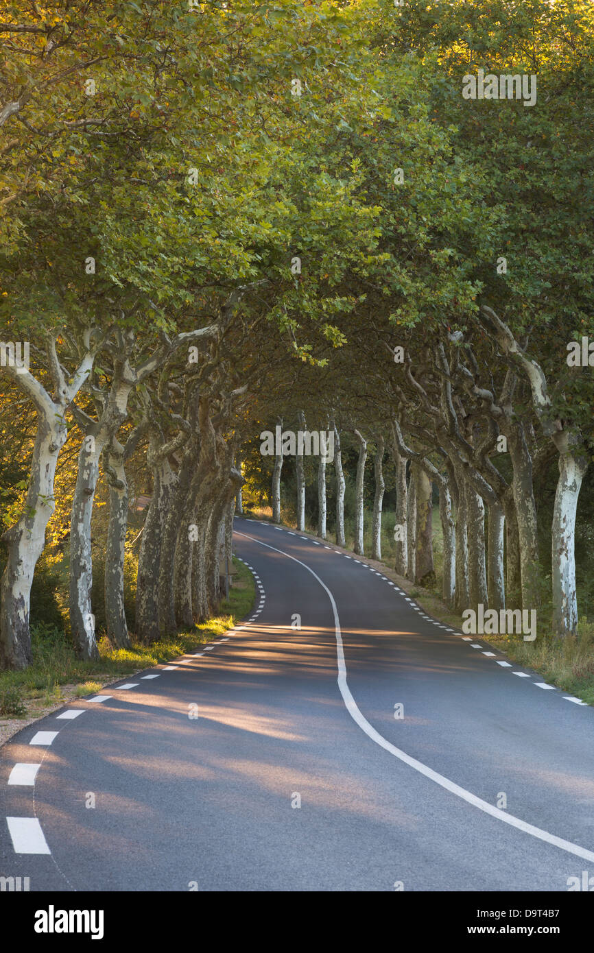 eine Allee von einfachen Bäume auf eine Straße Nr. Soreze, Tarn, Languedoc, Frankreich Stockfoto
