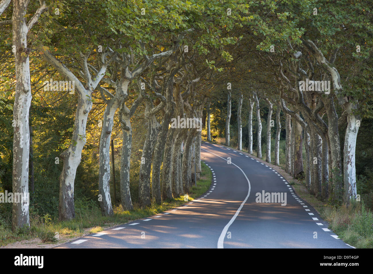 eine Allee von einfachen Bäume auf eine Straße Nr. Soreze, Tarn, Languedoc, Frankreich Stockfoto