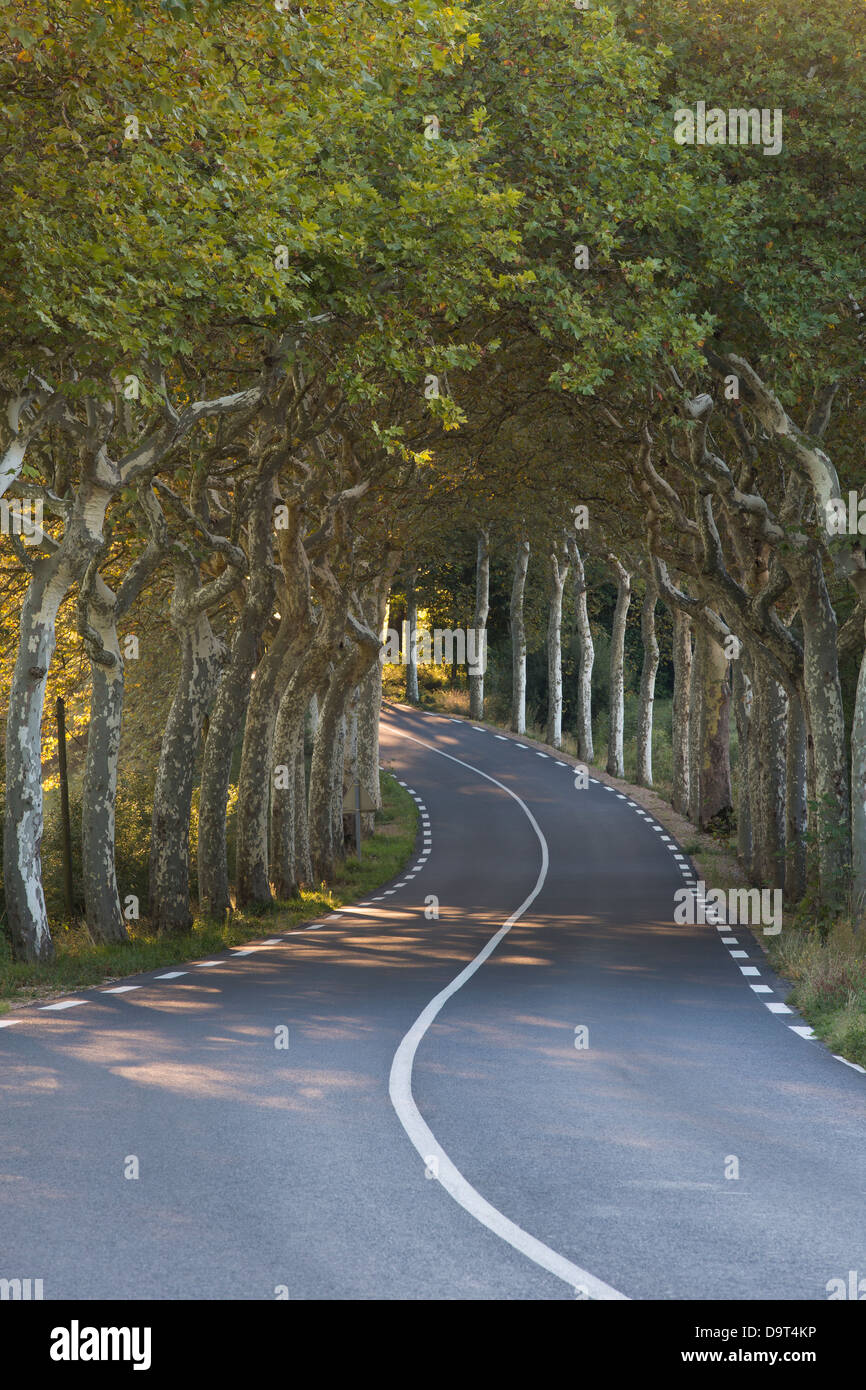 eine Allee von einfachen Bäume auf eine Straße Nr. Soreze, Tarn, Languedoc, Frankreich Stockfoto