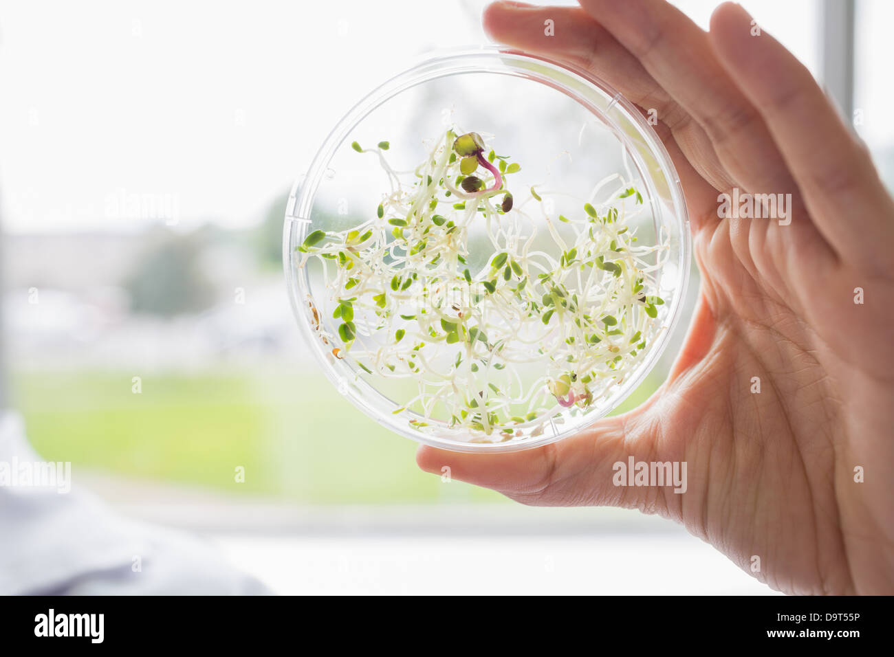 Tests von Pflanzen in Petrischale Stockfoto
