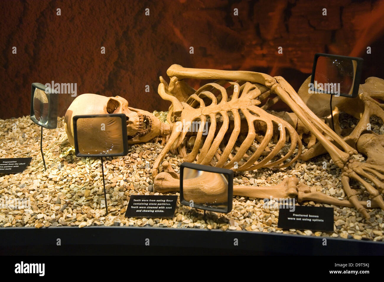 Skelett in ein Museum besuchen. Brú na Bóinne. Grafschaft Meath, Irland. Stockfoto