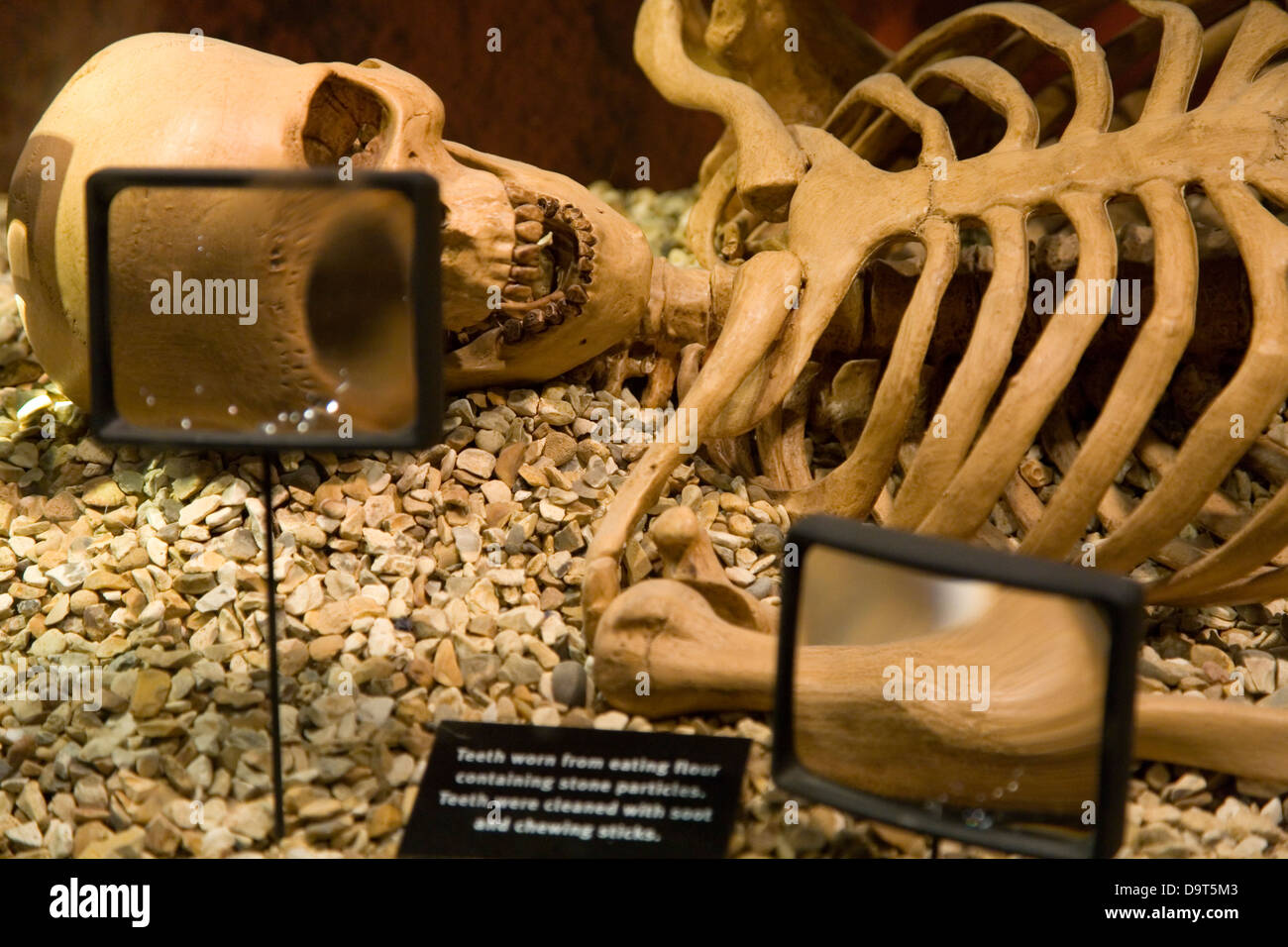 Skelett in ein Museum besuchen. Brú na Bóinne. Grafschaft Meath, Irland. Stockfoto