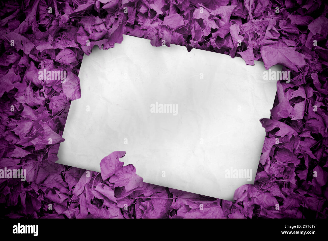 Weißes Plakat begraben in lila Blätter Stockfoto