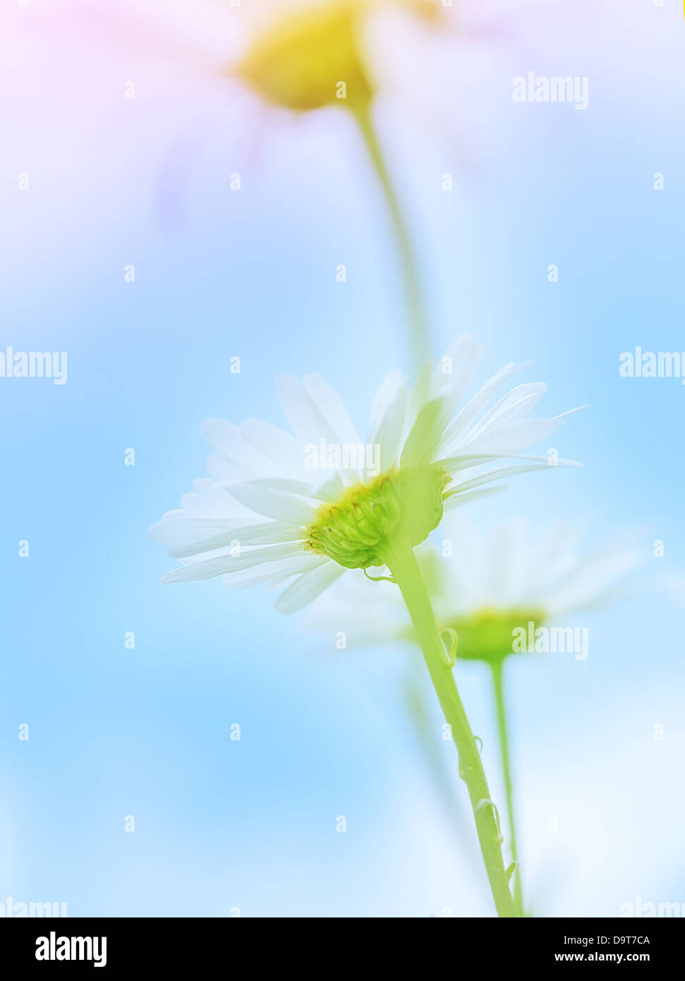 Schöne sanfte Daisy Blumen auf blauem Himmelshintergrund, Weichzeichner, geringe Schärfentiefe, Kräutermedizin Stockfoto