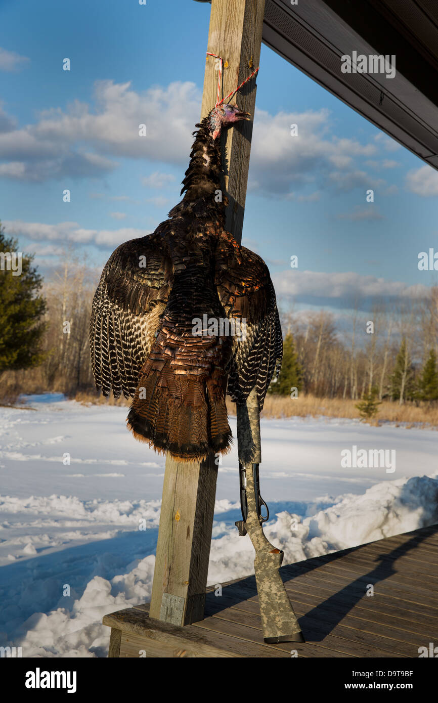Geernteten Osttürkei Wild mit einem Remington 1100 12 gauge Schrotflinte Stockfoto