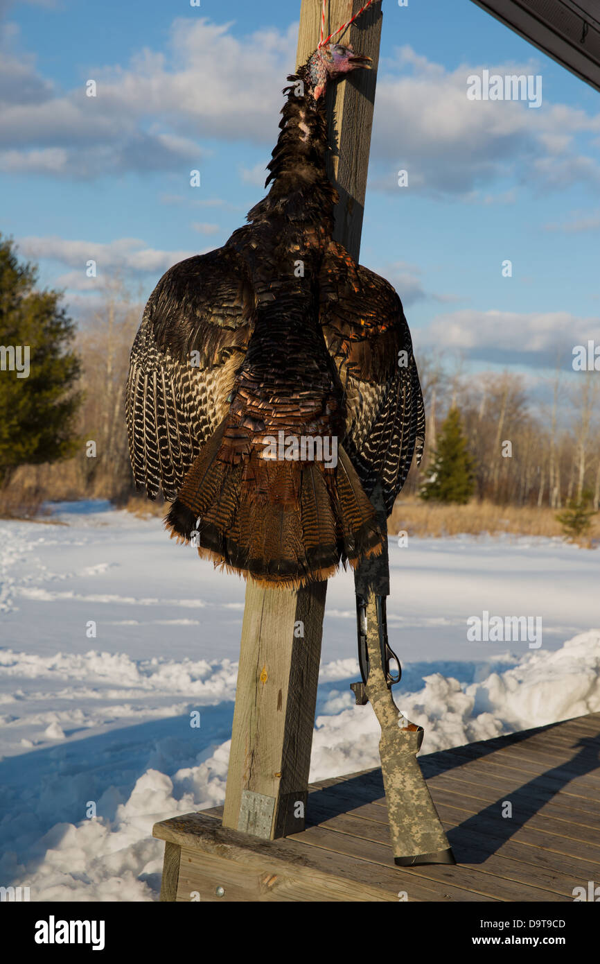 Geernteten Osttürkei Wild mit einem Remington 1100 12 gauge Schrotflinte Stockfoto