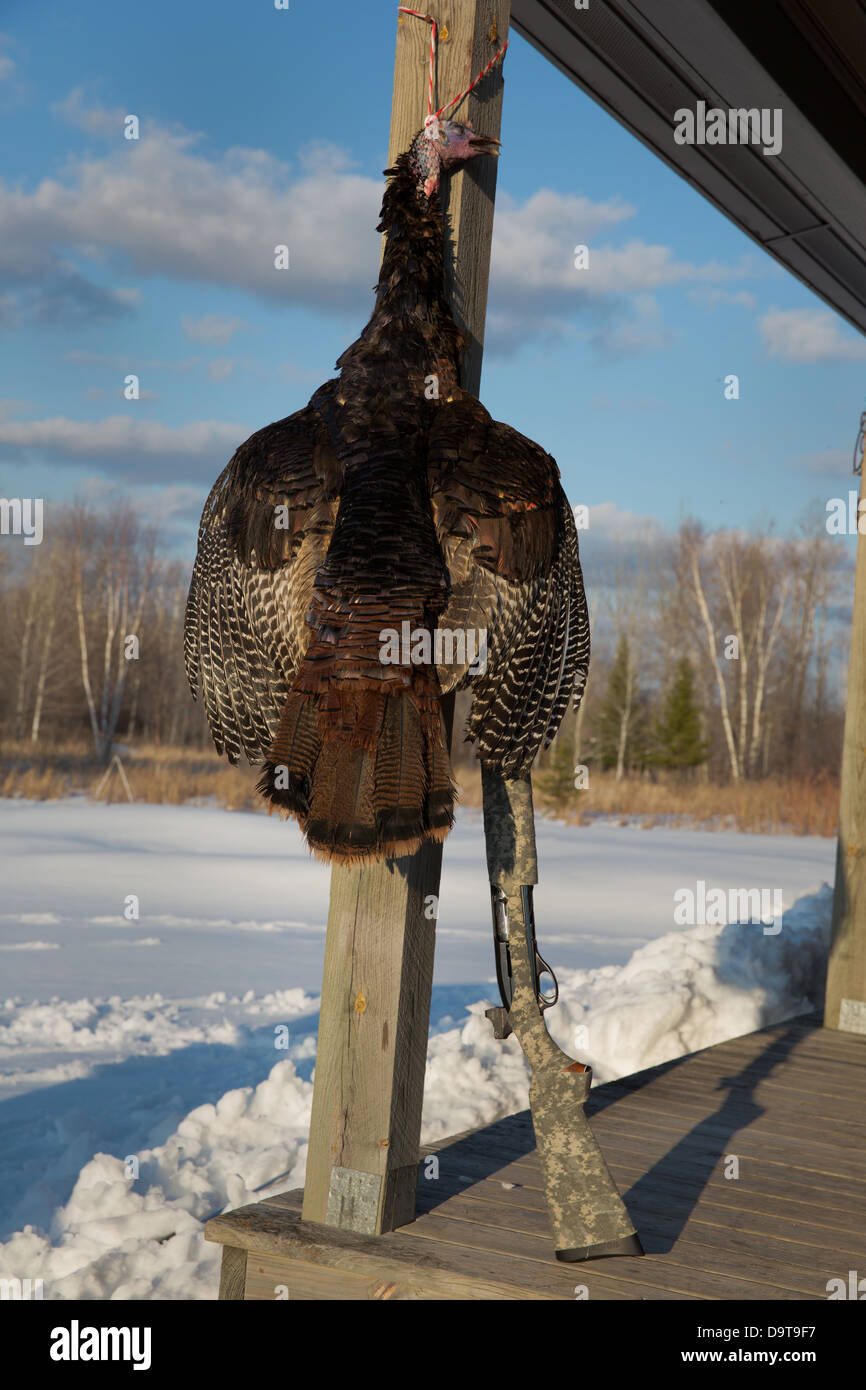 Geernteten Osttürkei Wild mit einem Remington 1100 12 gauge Schrotflinte Stockfoto