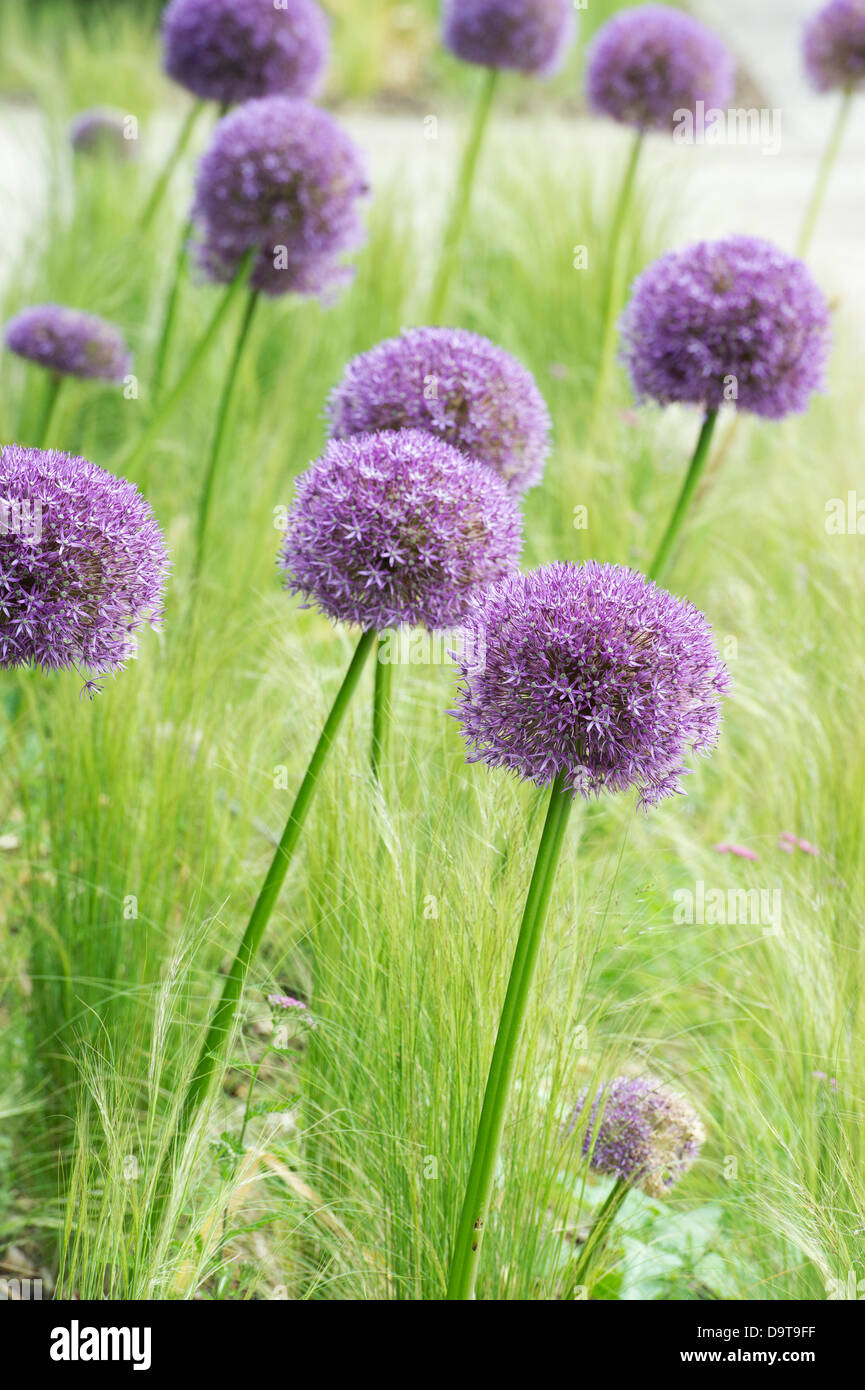 Allium Globemaster Blumen Stockfoto