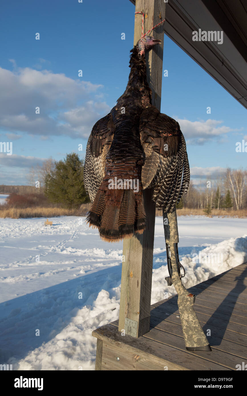 Geernteten Osttürkei Wild mit einem Remington 1100 12 gauge Schrotflinte Stockfoto