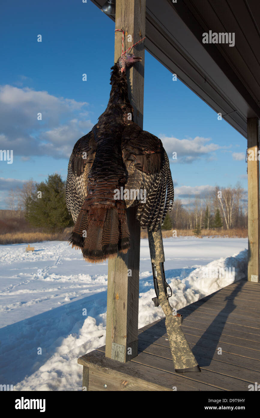 Geernteten Osttürkei Wild mit einem Remington 1100 12 gauge Schrotflinte Stockfoto