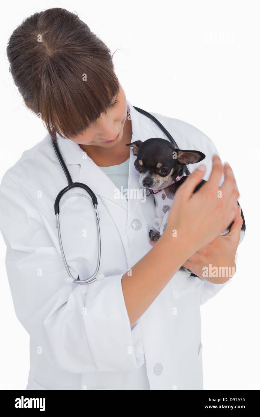 Bezüglich der Tierarzt hält einen süßen chihuahua Stockfoto