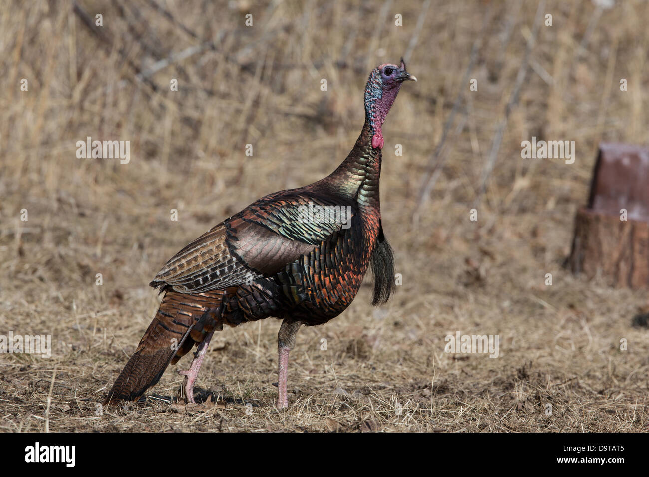 Wild-Osttürkei - männlich Stockfoto