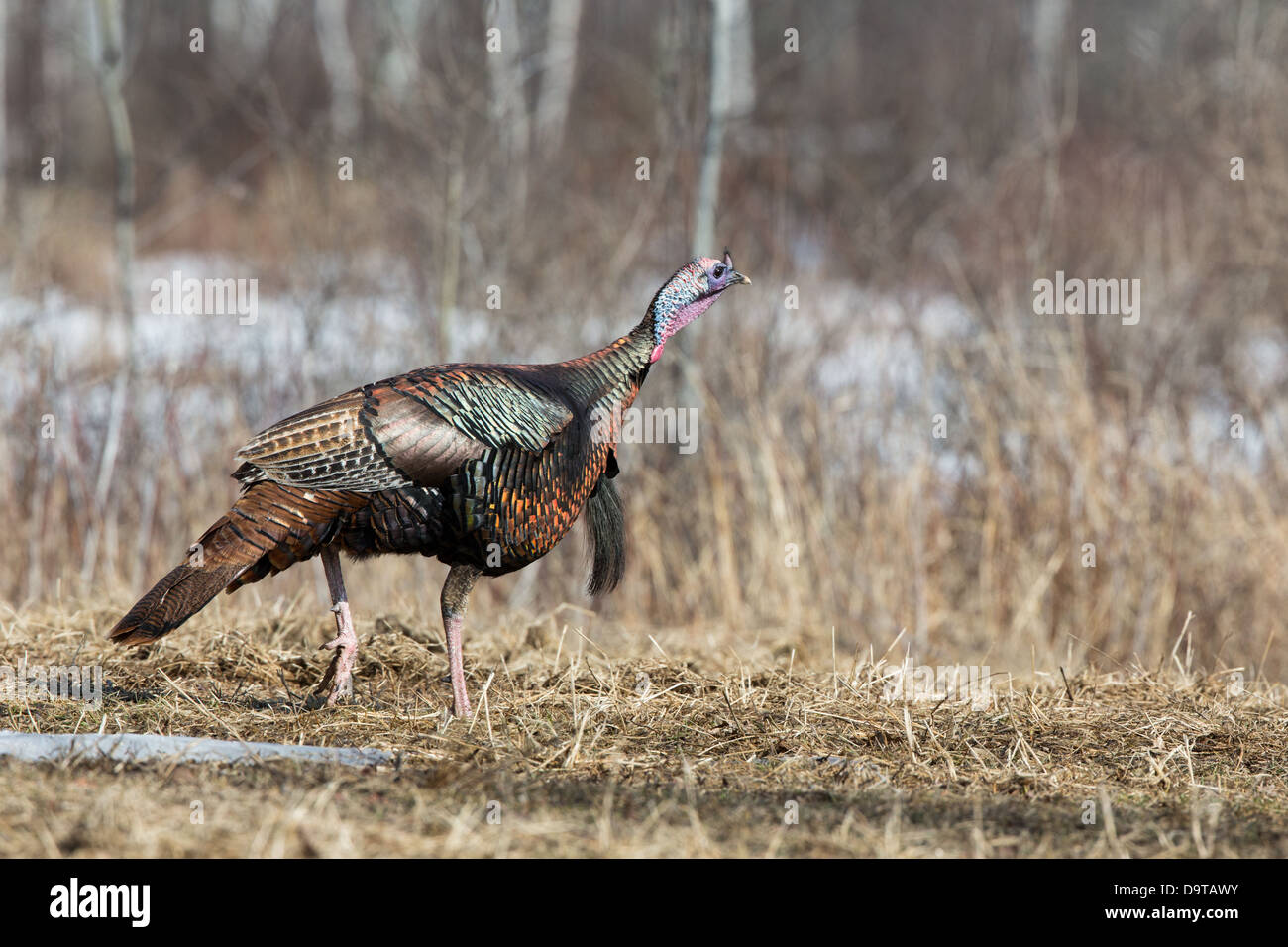 Wild-Osttürkei - männlich Stockfoto