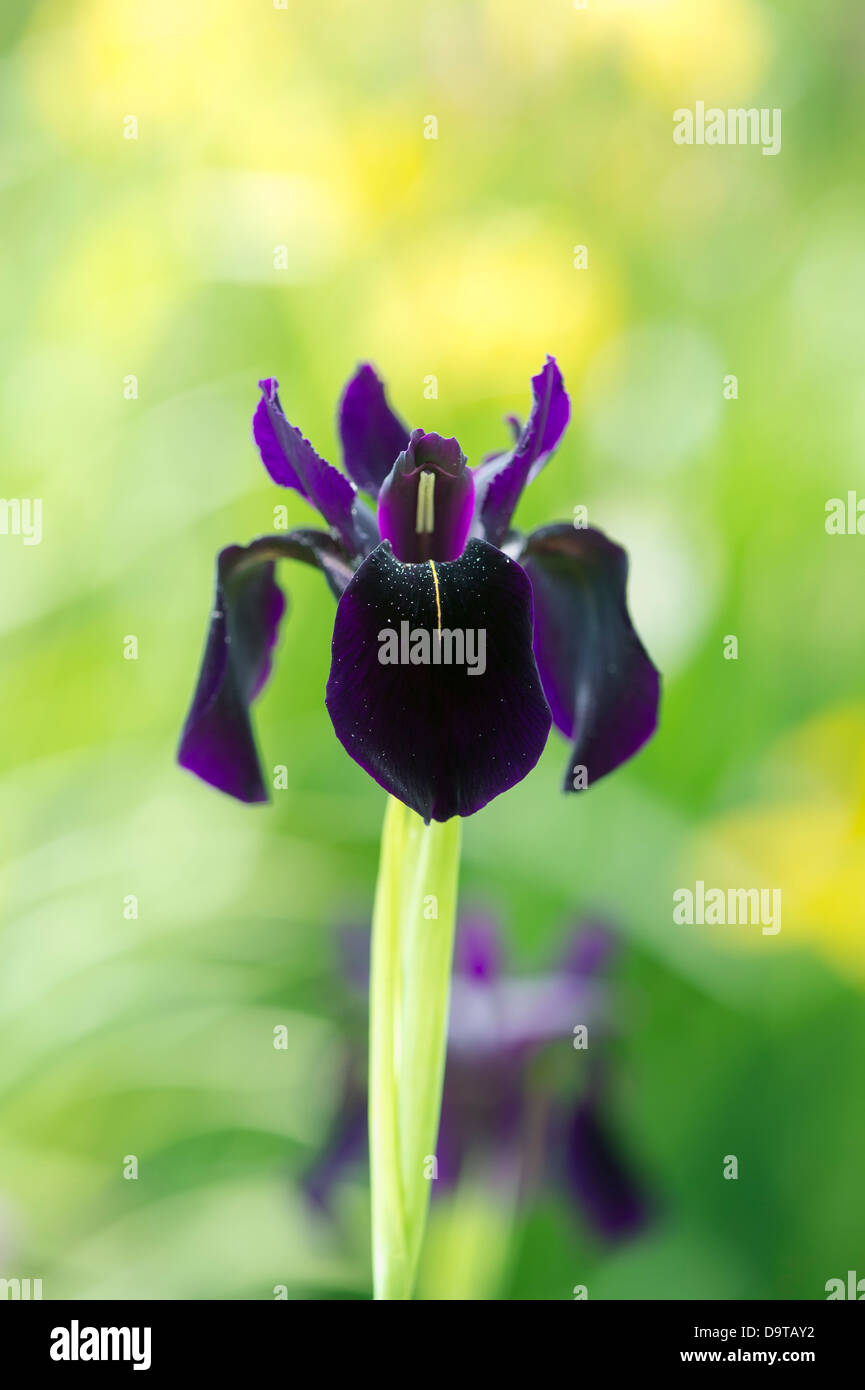 Iris Chrysographes "schwarze Form". Schwarze Iris (Iris Goldvein) in einem Garten Stockfoto