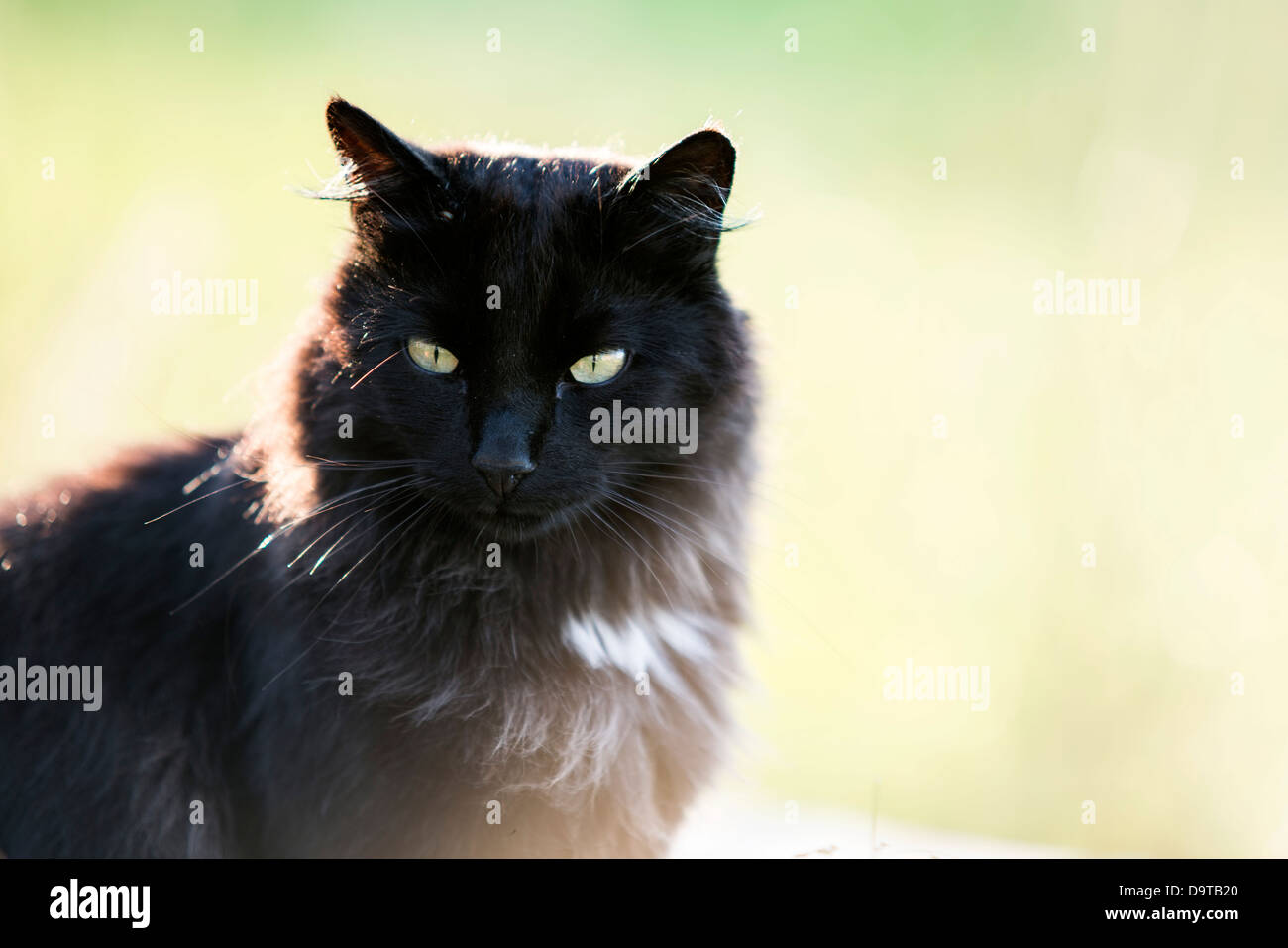 schwarze Katze Stockfoto