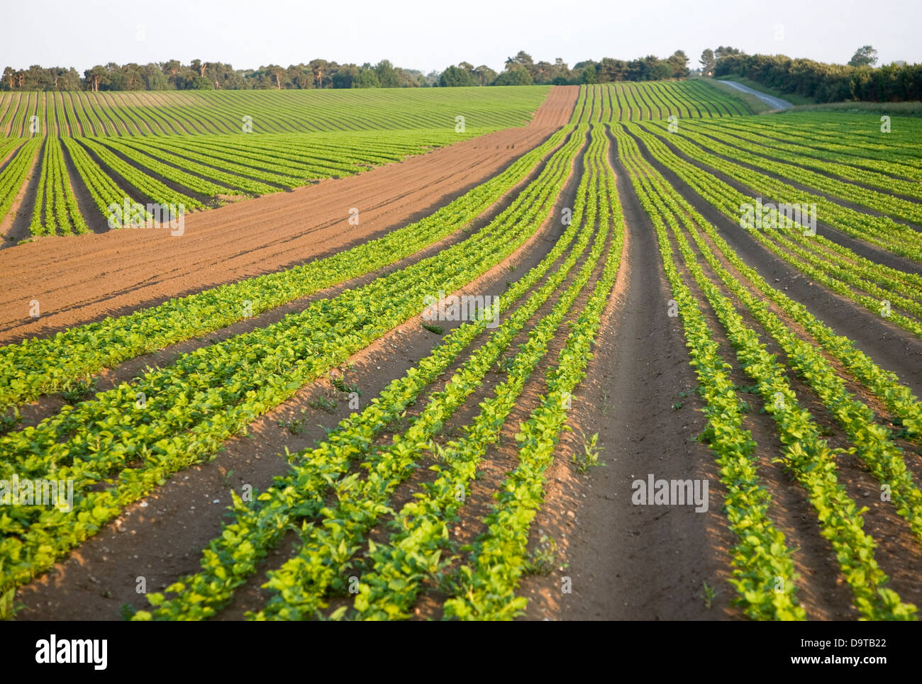 Reihen von Sellerie Anbau im Feld auf Sutton Heath, Suffolk, England Stockfoto