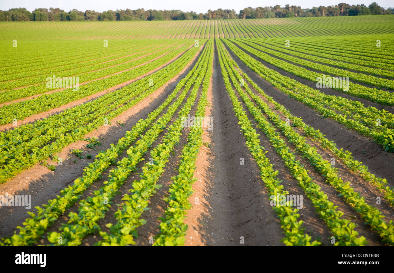 Reihen von Sellerie Anbau im Feld auf Sutton Heath, Suffolk, England Stockfoto