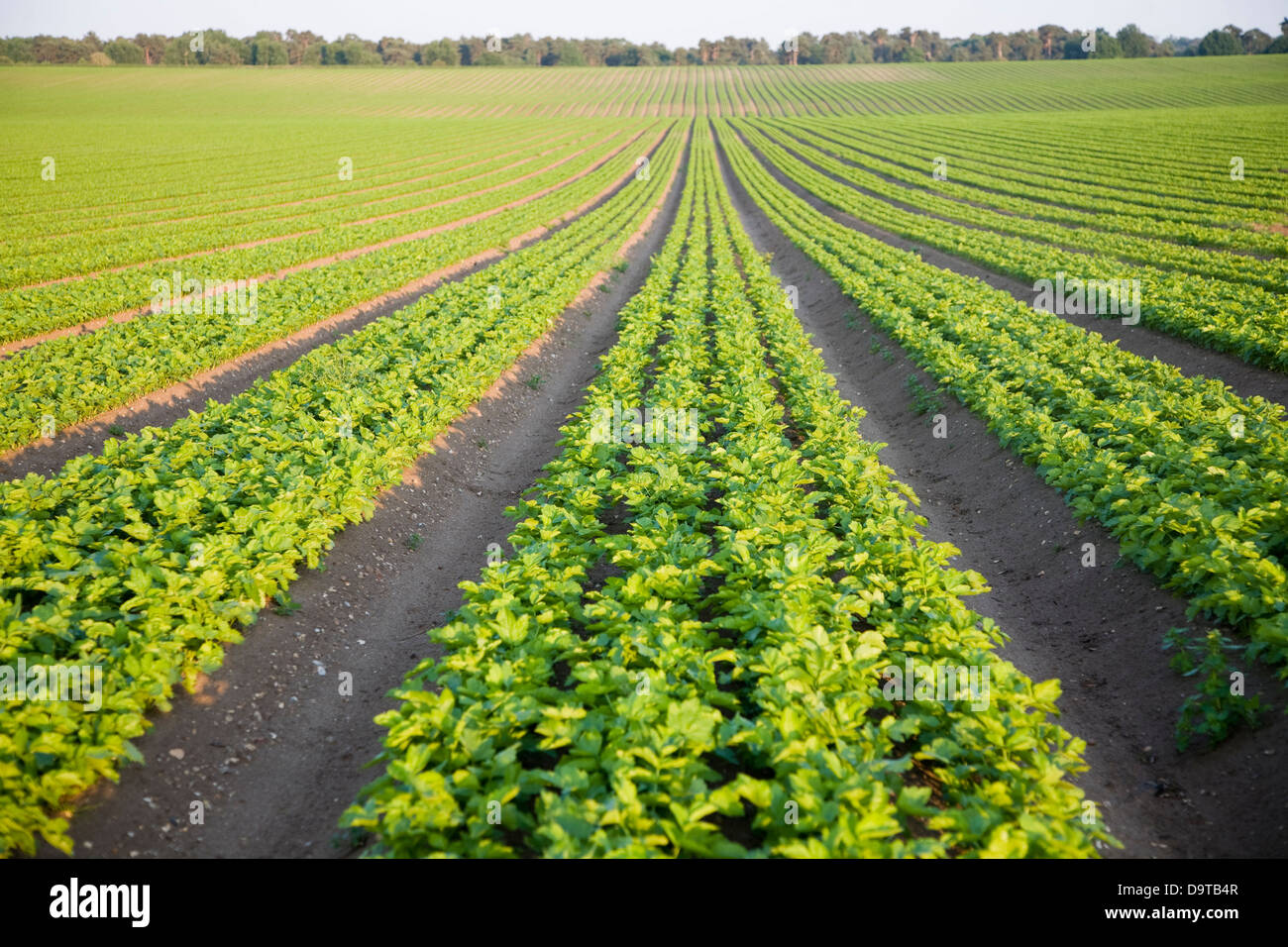 Reihen von Sellerie Anbau im Feld auf Sutton Heath, Suffolk, England Stockfoto