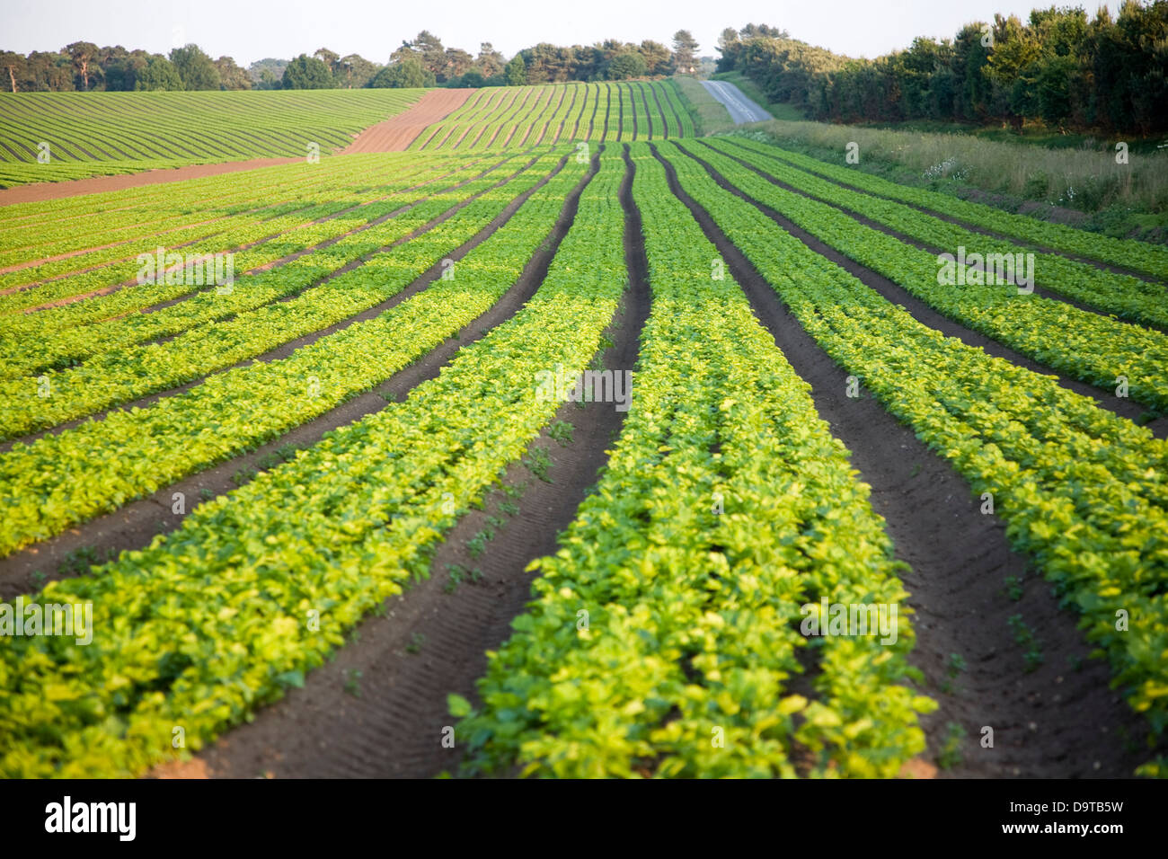Reihen von Sellerie Anbau im Feld auf Sutton Heath, Suffolk, England Stockfoto